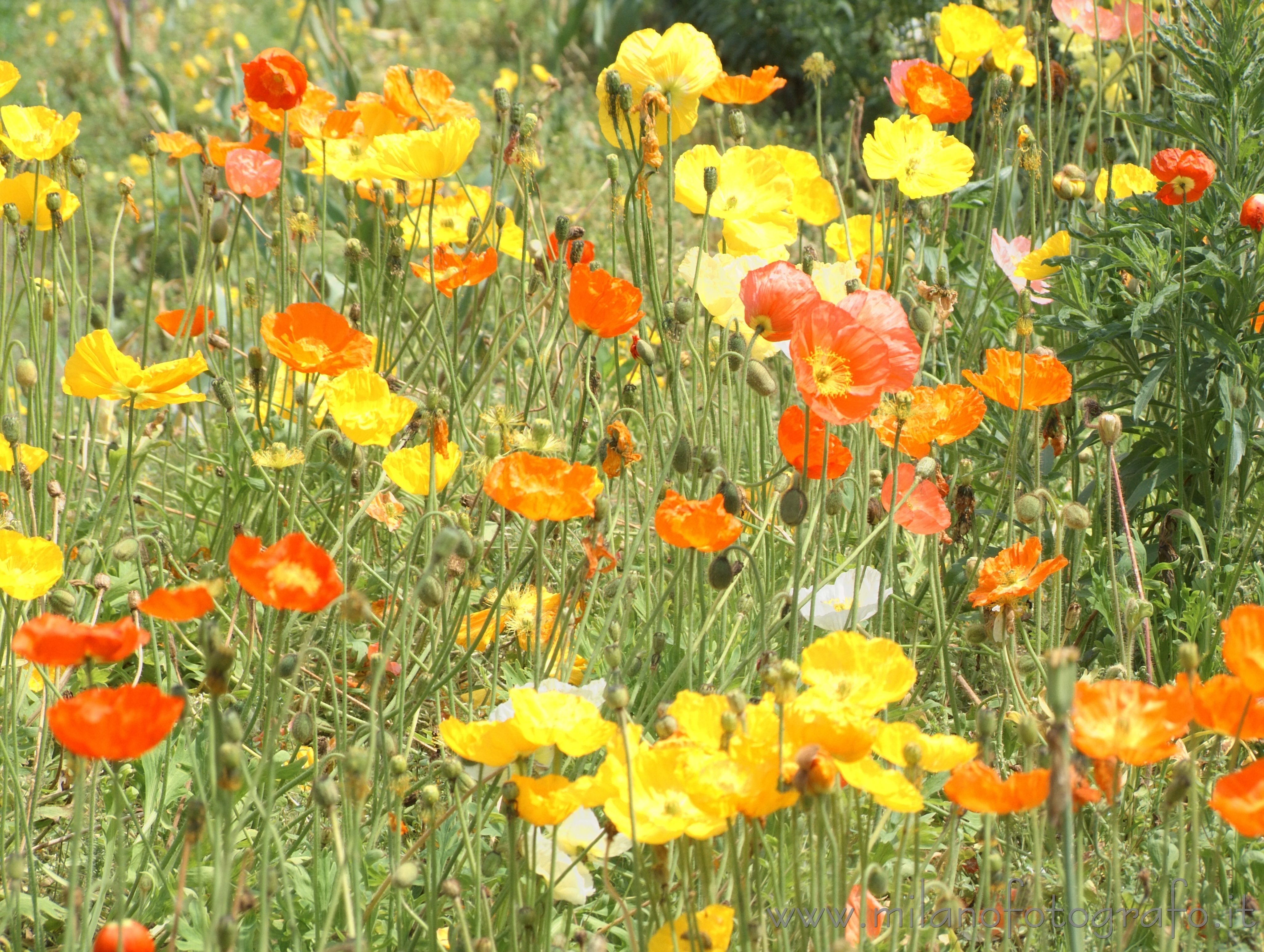 Milan (Italy) - Flowers at Orticola 2012